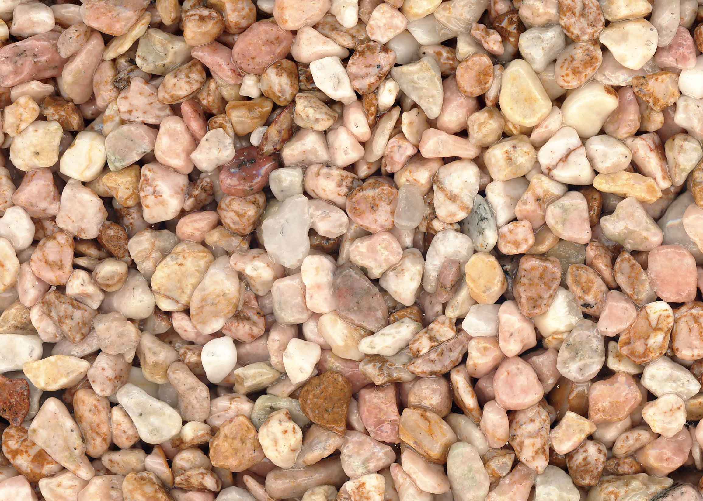 東雲(しののめ)