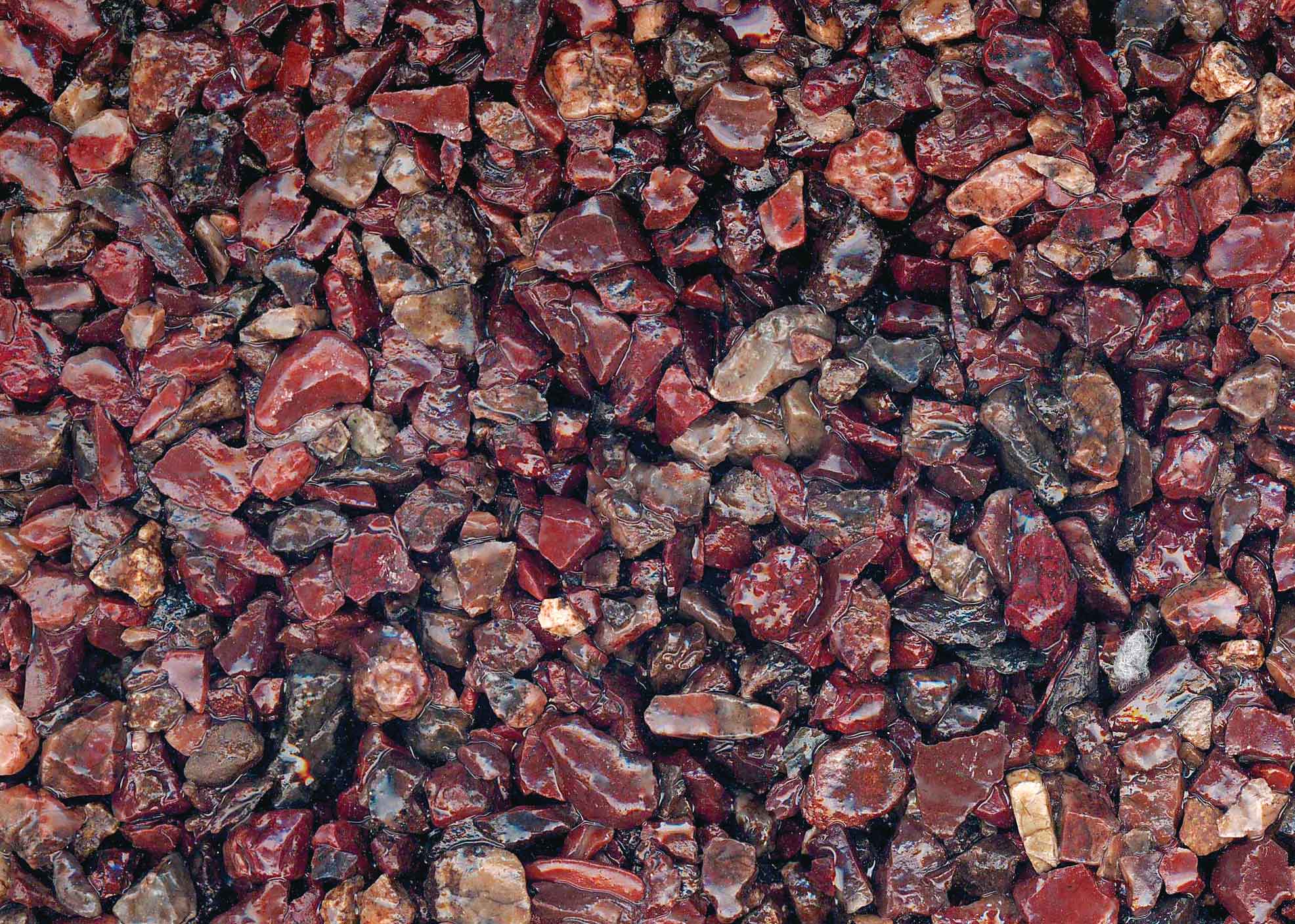 大納言(だいなごん)